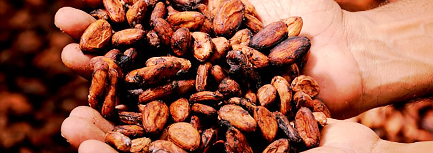 a pair of hands holding cocao beans